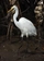grande aigrette