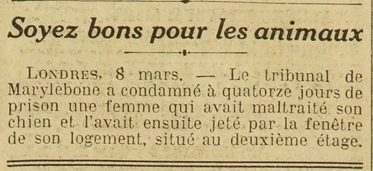 jet de chien par la fenêtre