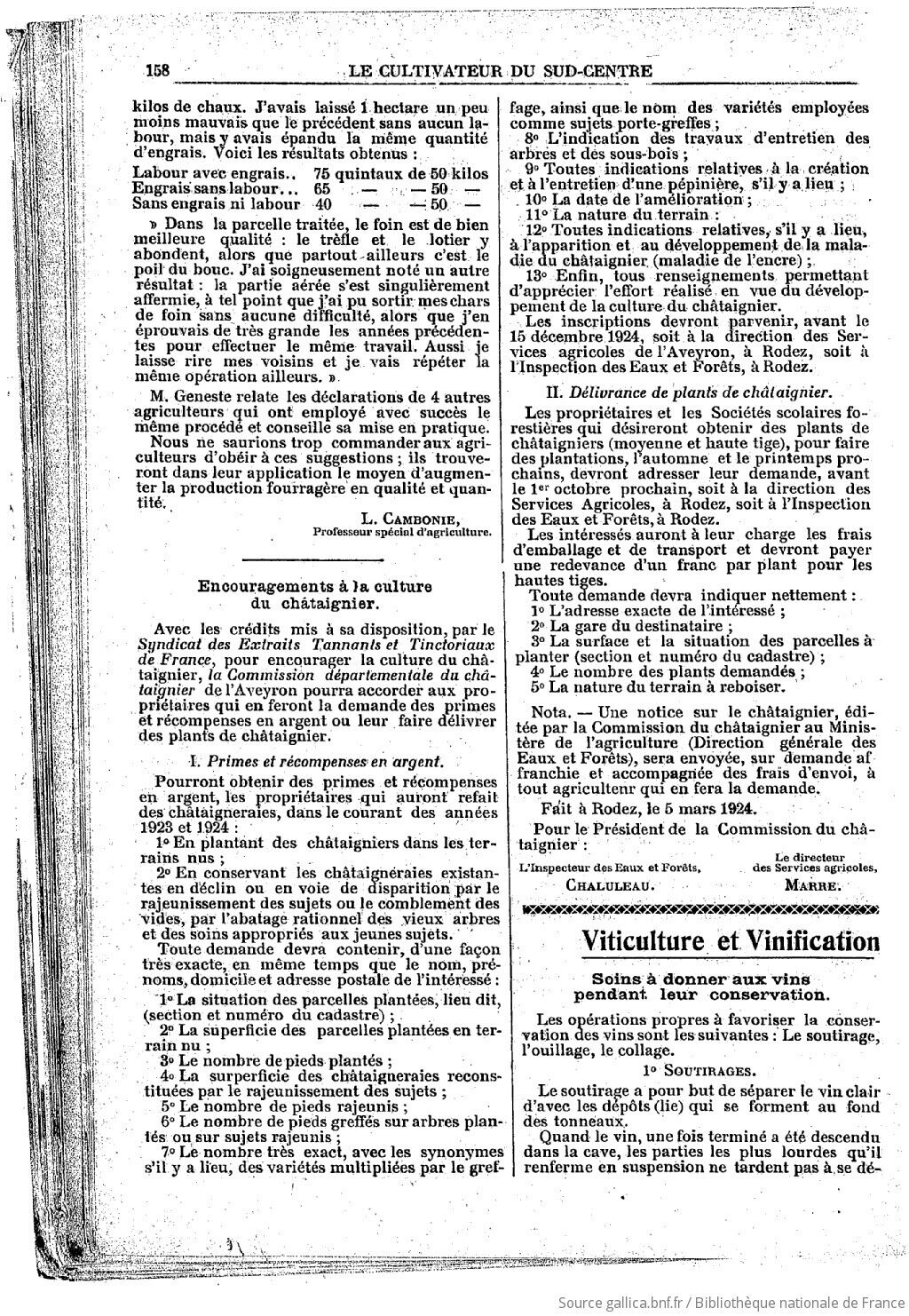 culture du chataignier