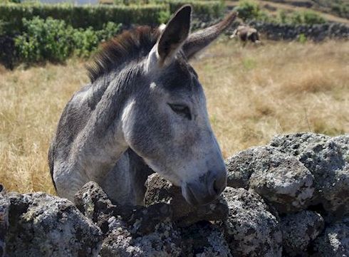 Graciosa ane au pré ret