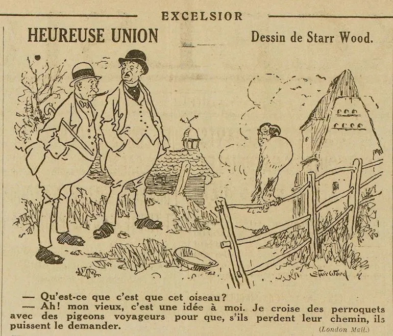  dessin humour mariage du Perroqueteet du  pigeon 
