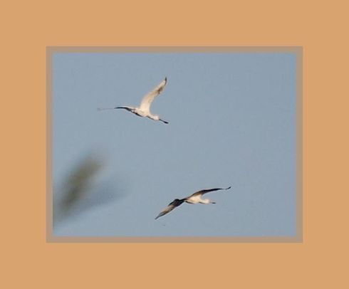 vol de spatule - spoonbill