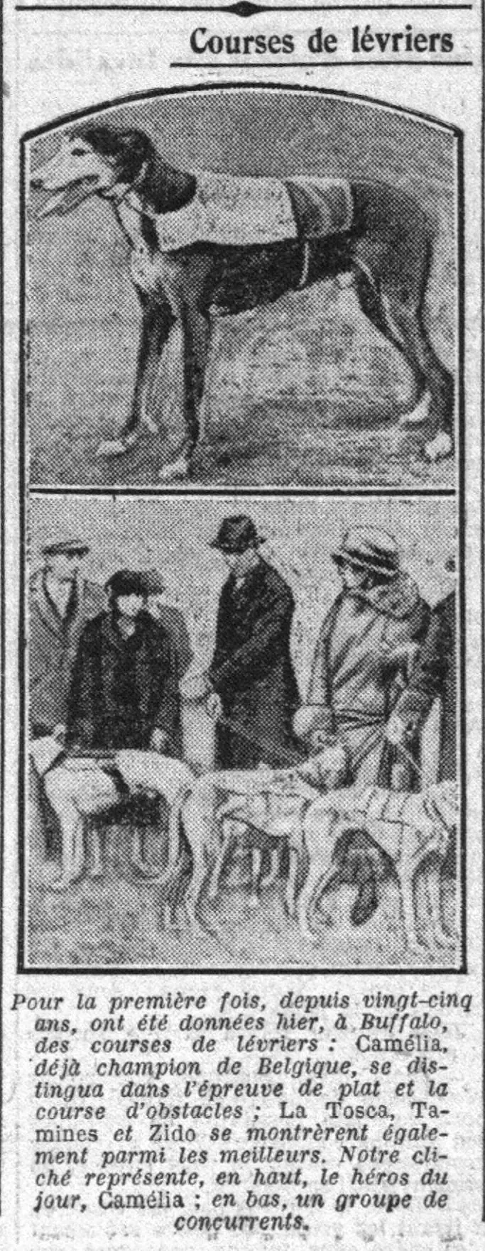 Les courses de lévriers