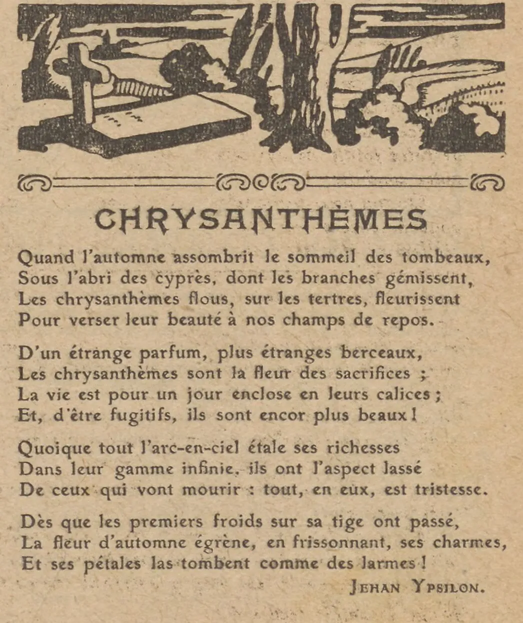 C'est de saison : les chrysanthèmes