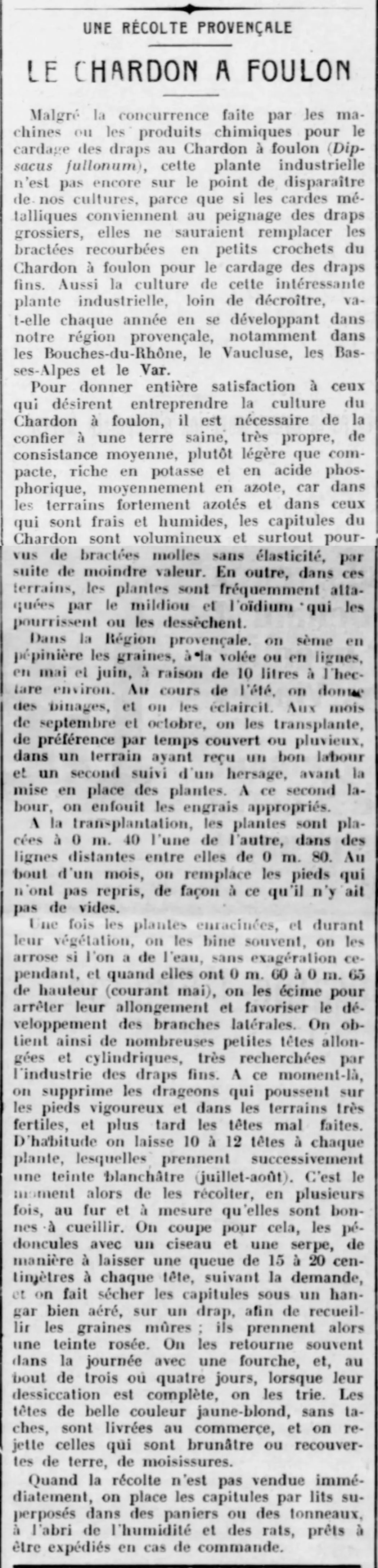 Fuller's Thistle (Dipsacus fullonum)