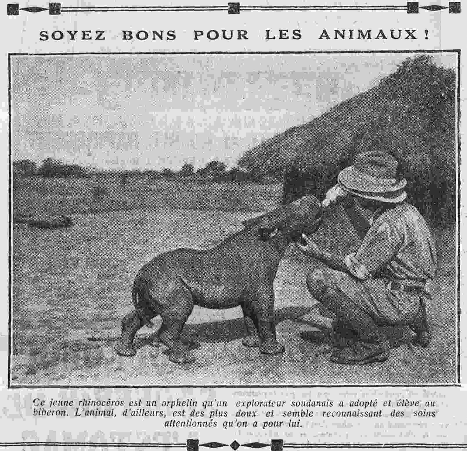 En image, un jeune rhinocéros orphelin