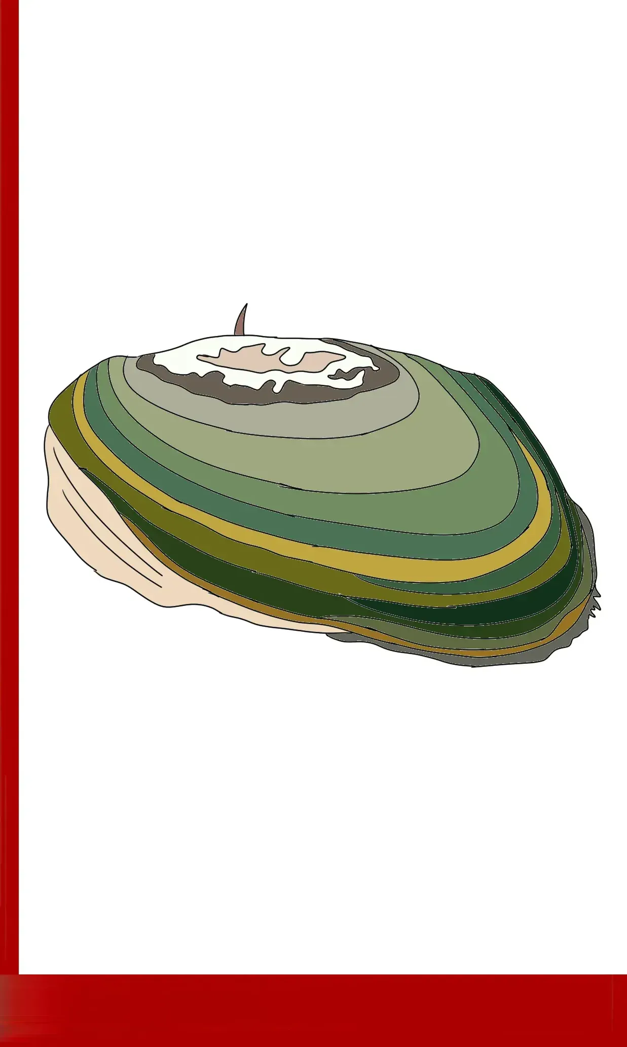 Anodonte comprimée Pseudanodonta complanata 