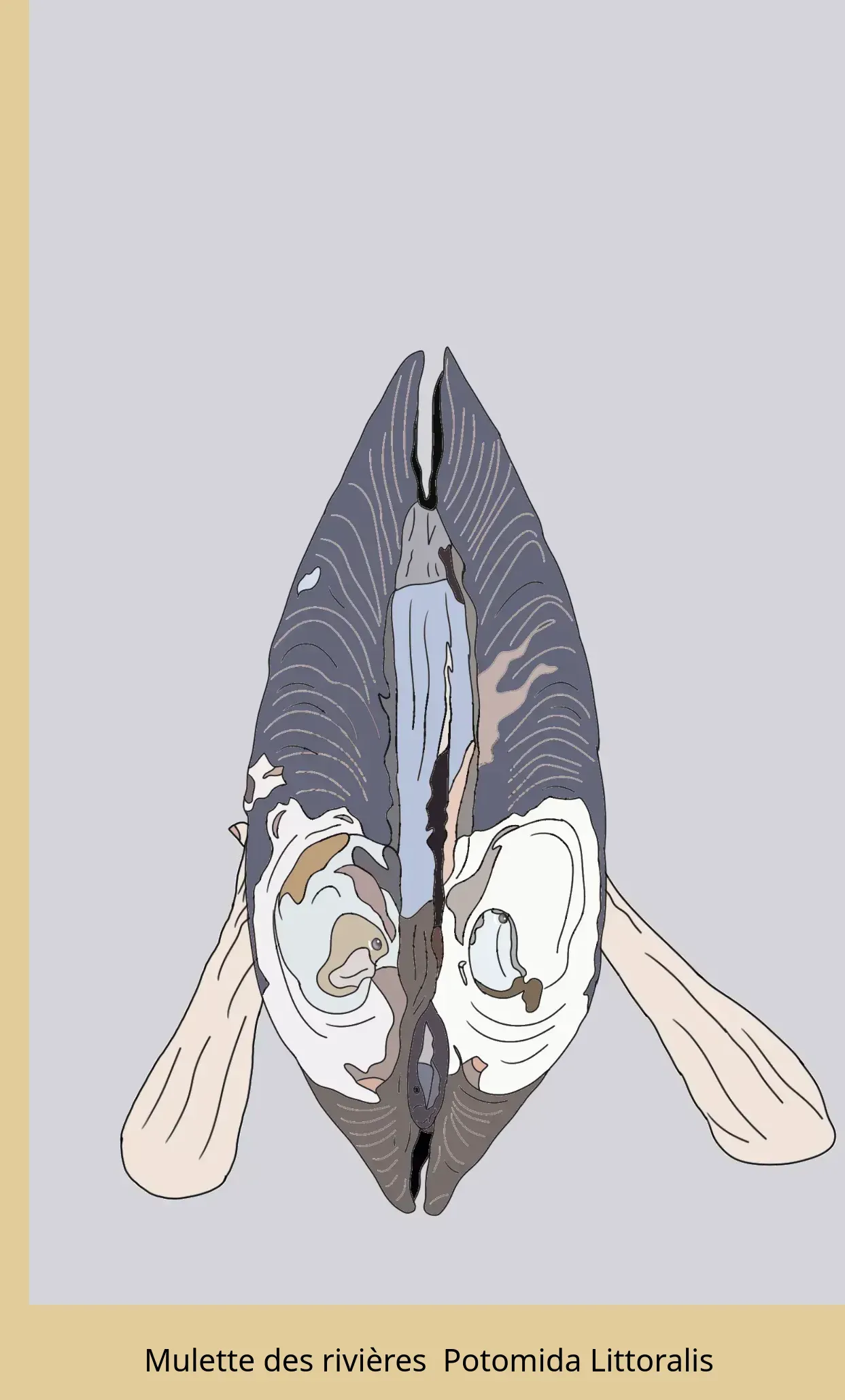 Mulette des rivières Potomida Littoralis 03