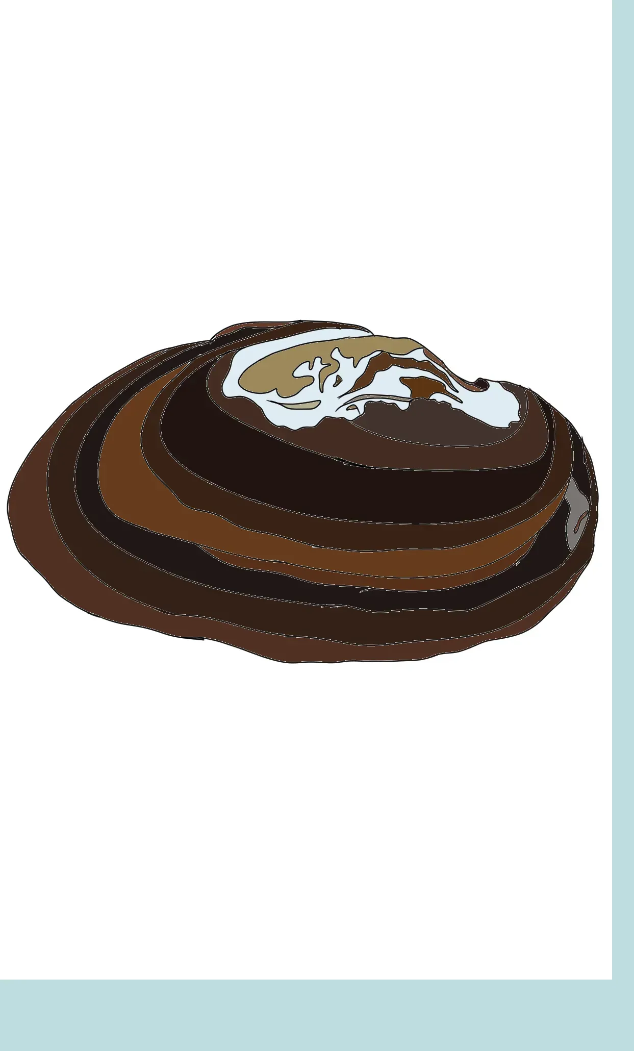 Mulette épaisse Unio Crassus