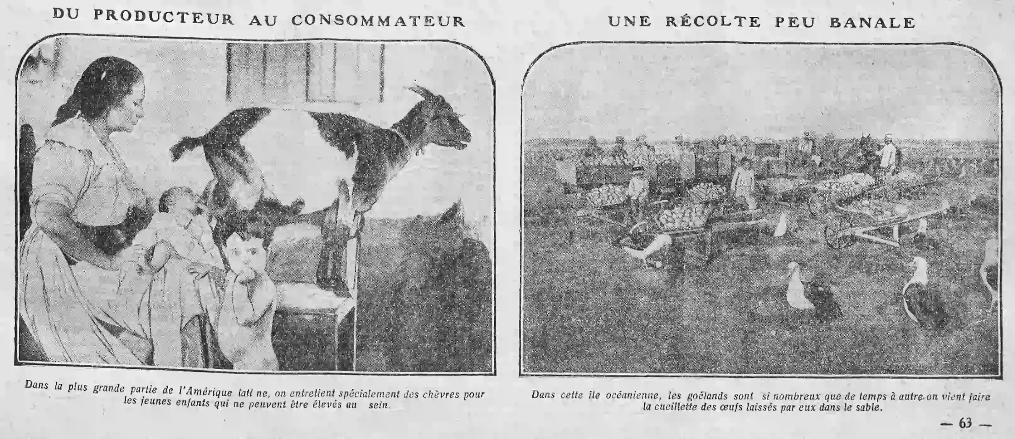 From producer to consumer, an unusual harvest of seagull eggs