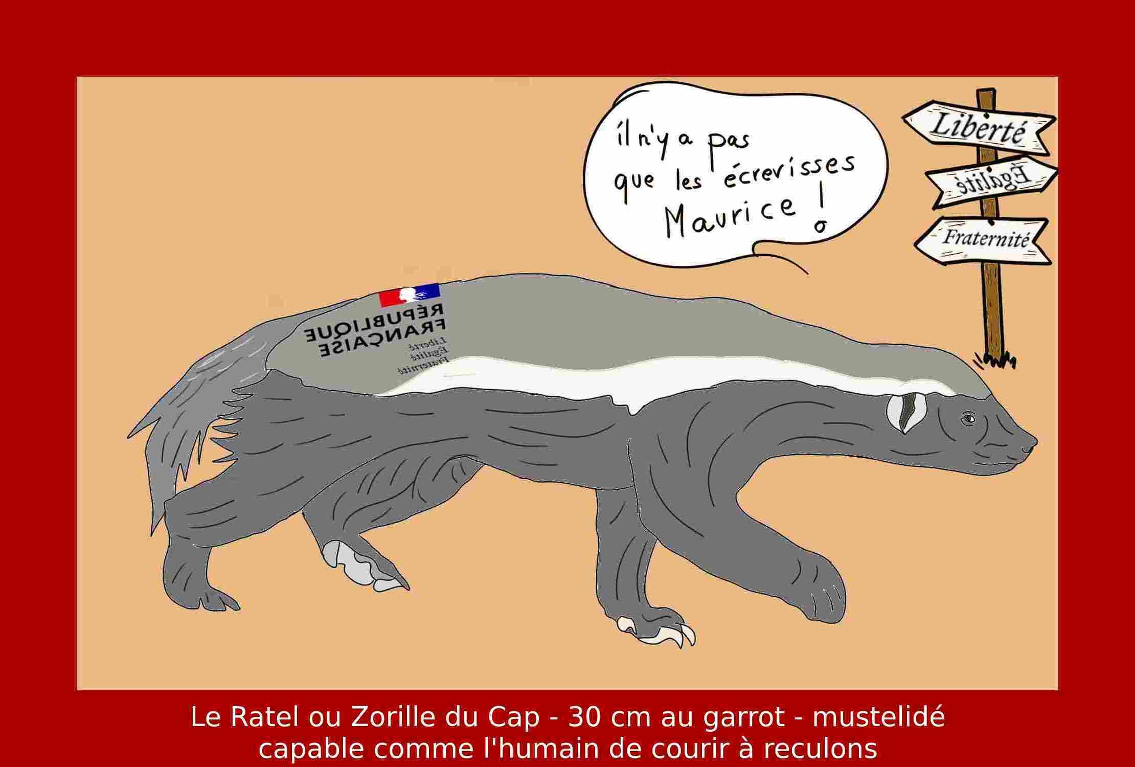 Le Ratel ou Zorille du Cap