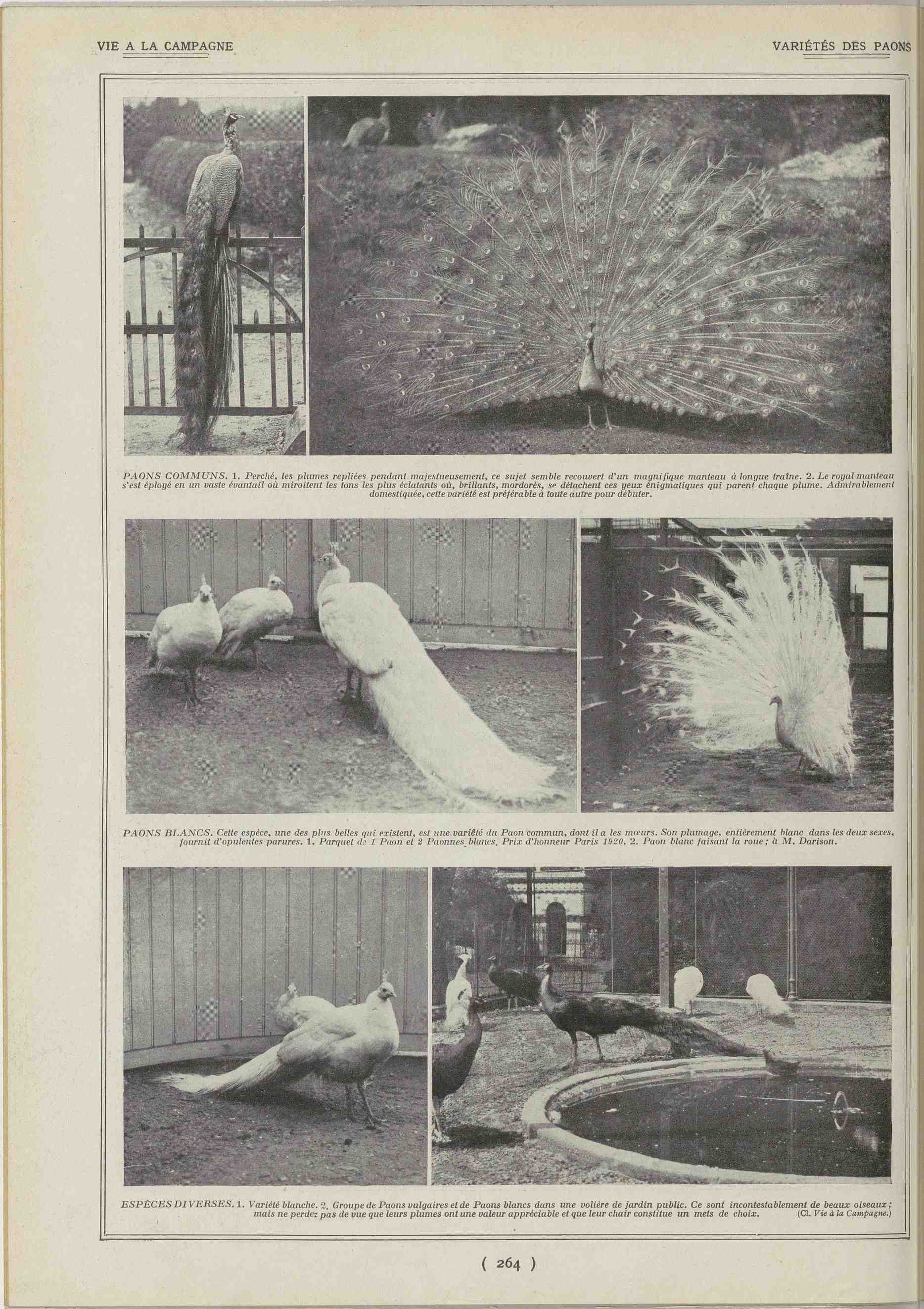 La Vie à la campagne 1925 07 12 White peacock, common peacock in photos