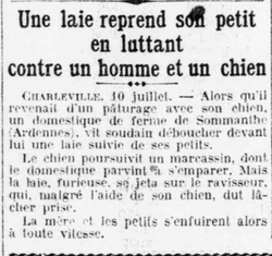 Une laie reprend son petit en luttant contre un homme et un chien