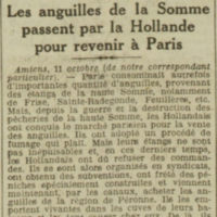 les anguilles de la Somme