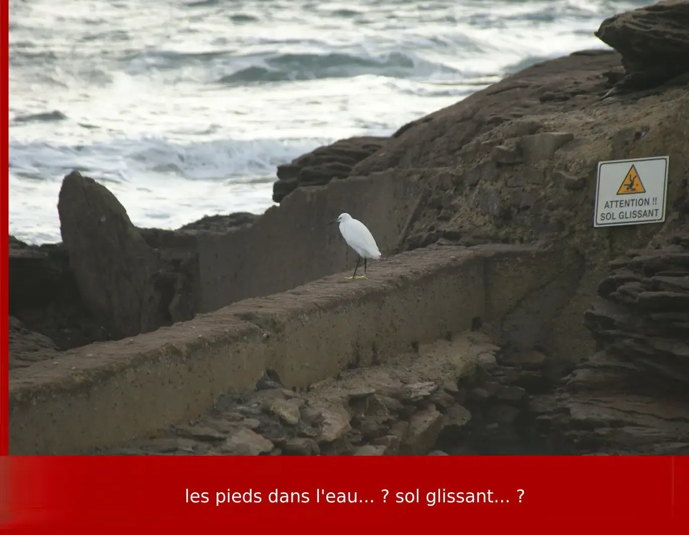 Aigrette garzette