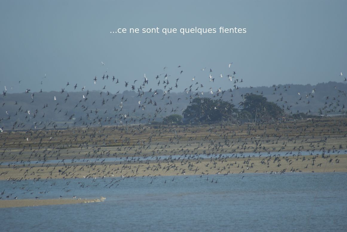 nuée oiseaux