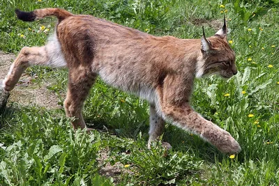 Lynx lynx 2 05 2