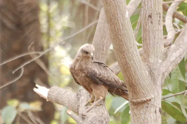 Milan noir juvénile 05