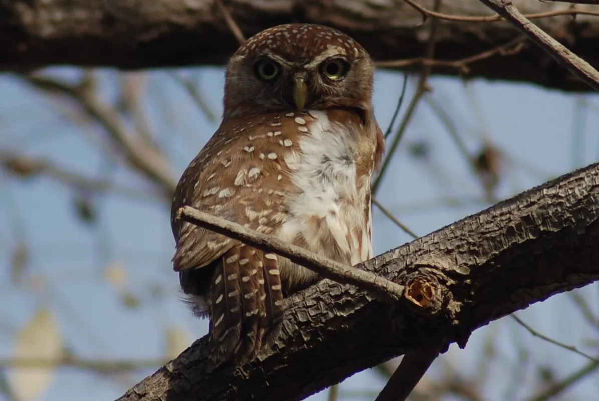 chevechette perlee en Gambie