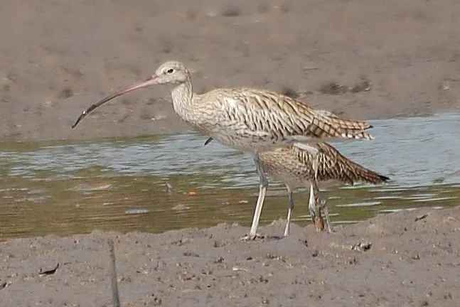 courlis cendré Gambie