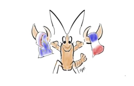 dessins espèces invasivesécrevisse pattes blanches menacées par écrevisses américaines