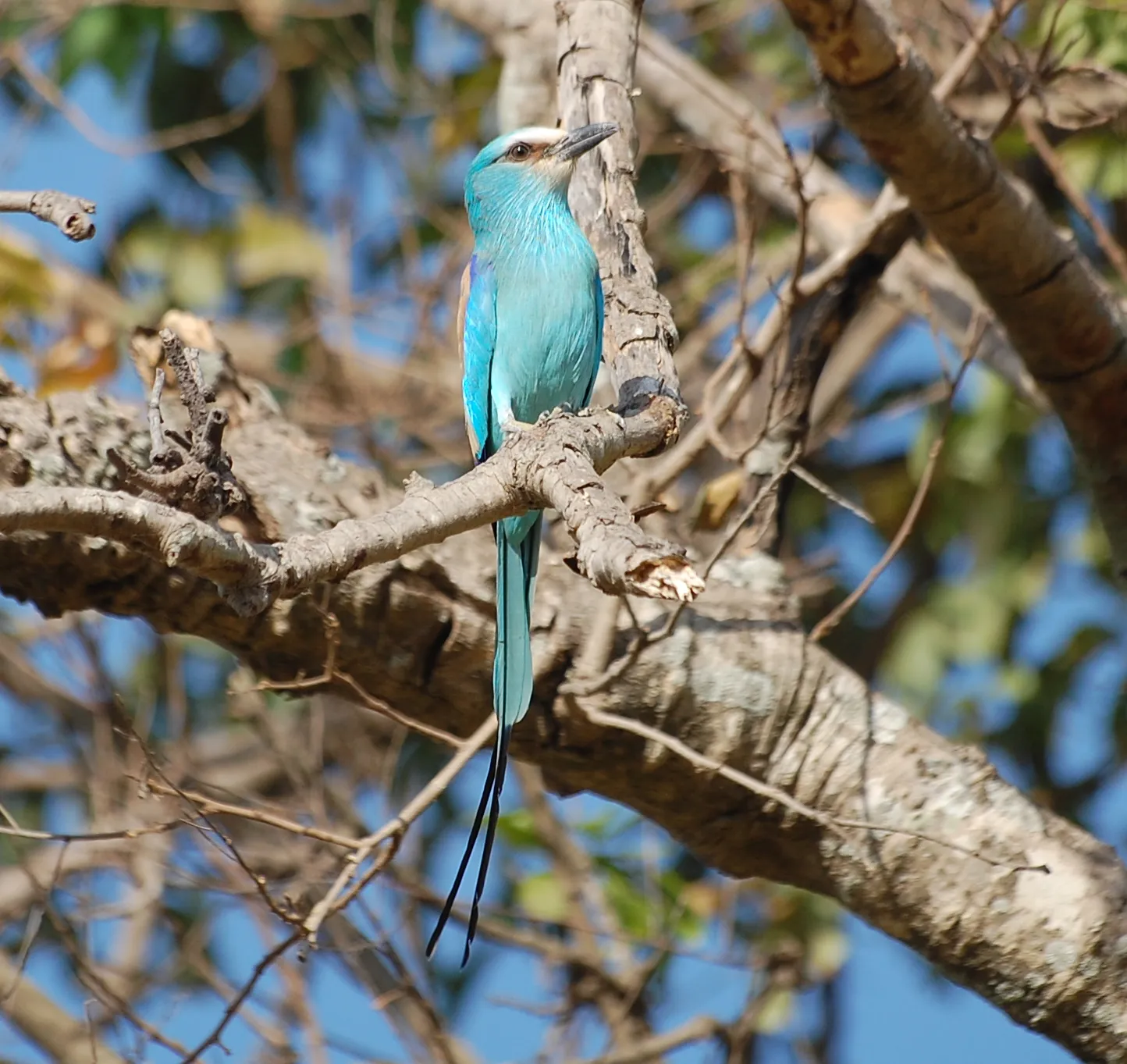 Rollier d Abyssinie avec sa longue queue effilee en Gambie