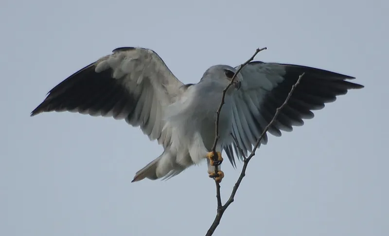 élanion blanc 118 05